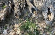 2nd Oct 2023 - Old Cottonwood tree roots.