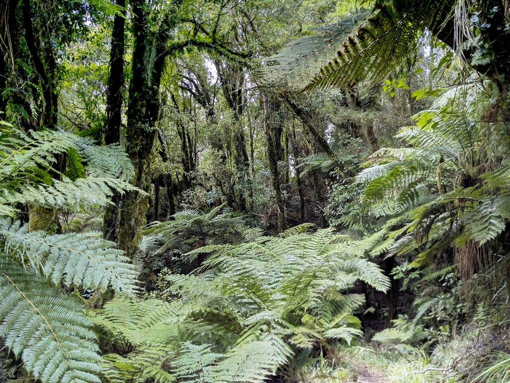 New Zealand bush by sandradavies