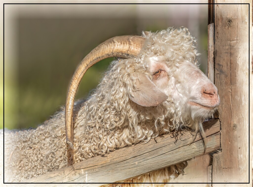 Such a curly fellow by ludwigsdiana