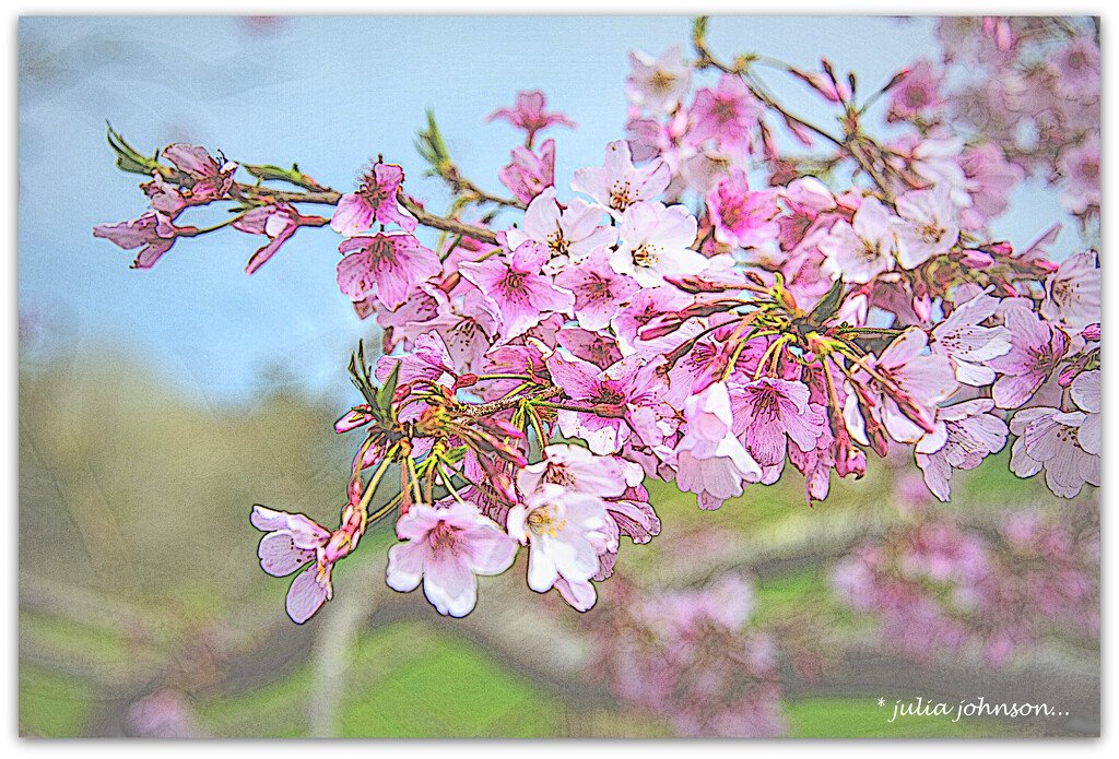 Spring Blossom.. by julzmaioro