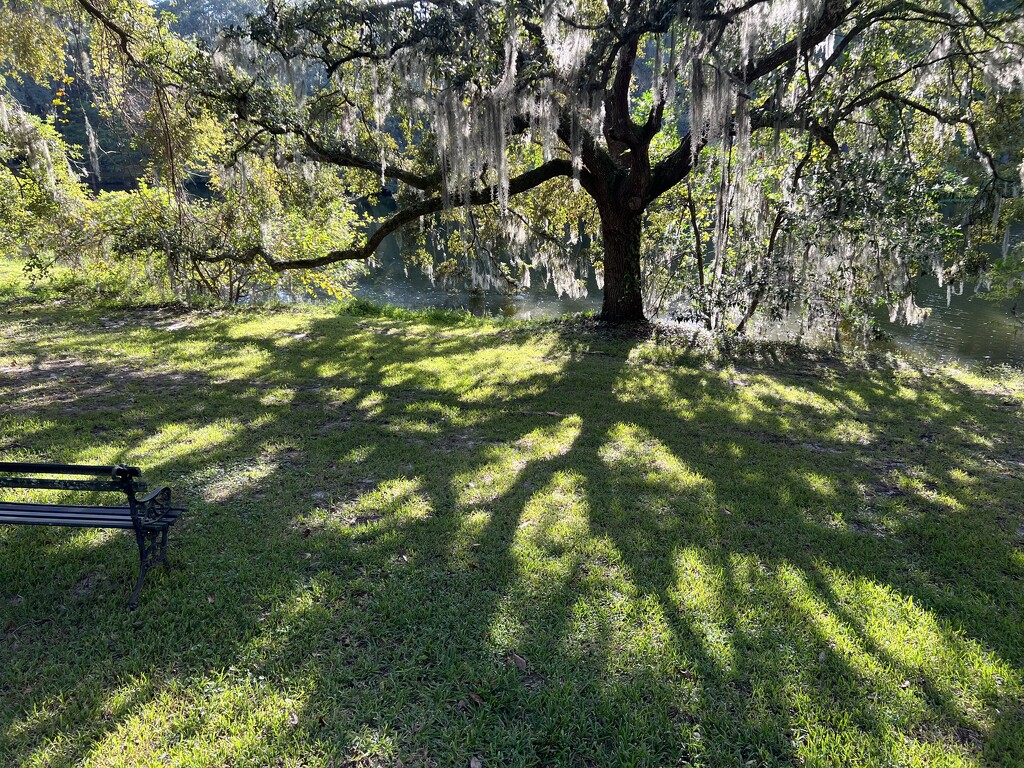 Arboreal shadows by congaree