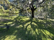 4th Sep 2023 - Arboreal shadows