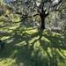 Arboreal shadows by congaree