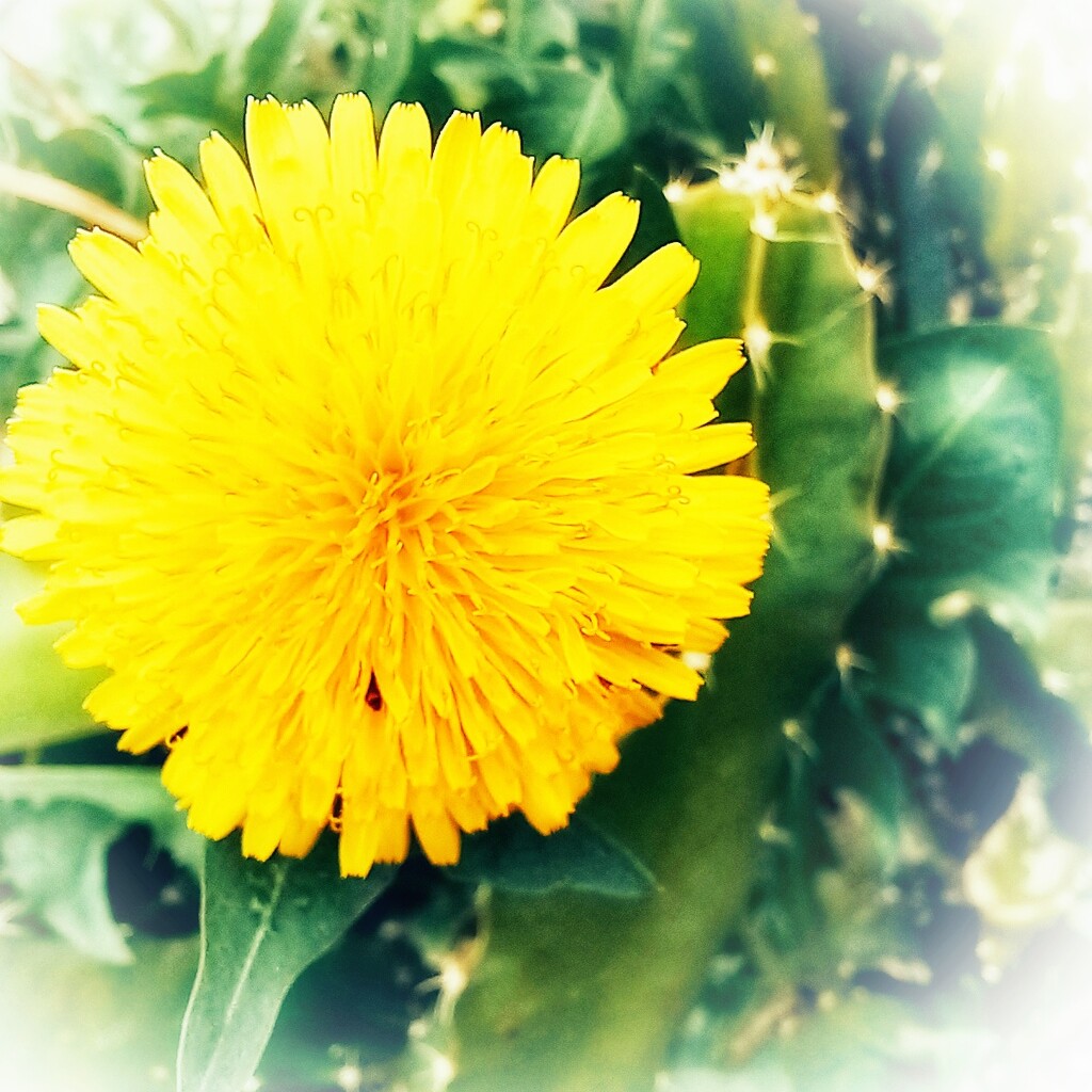Dandelion in a cactus by aq21