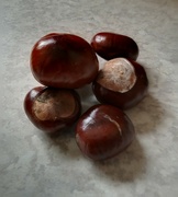 4th Oct 2023 - Conkers