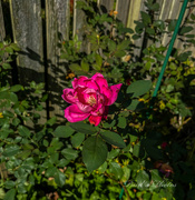 4th Oct 2023 - Last Pink Rose