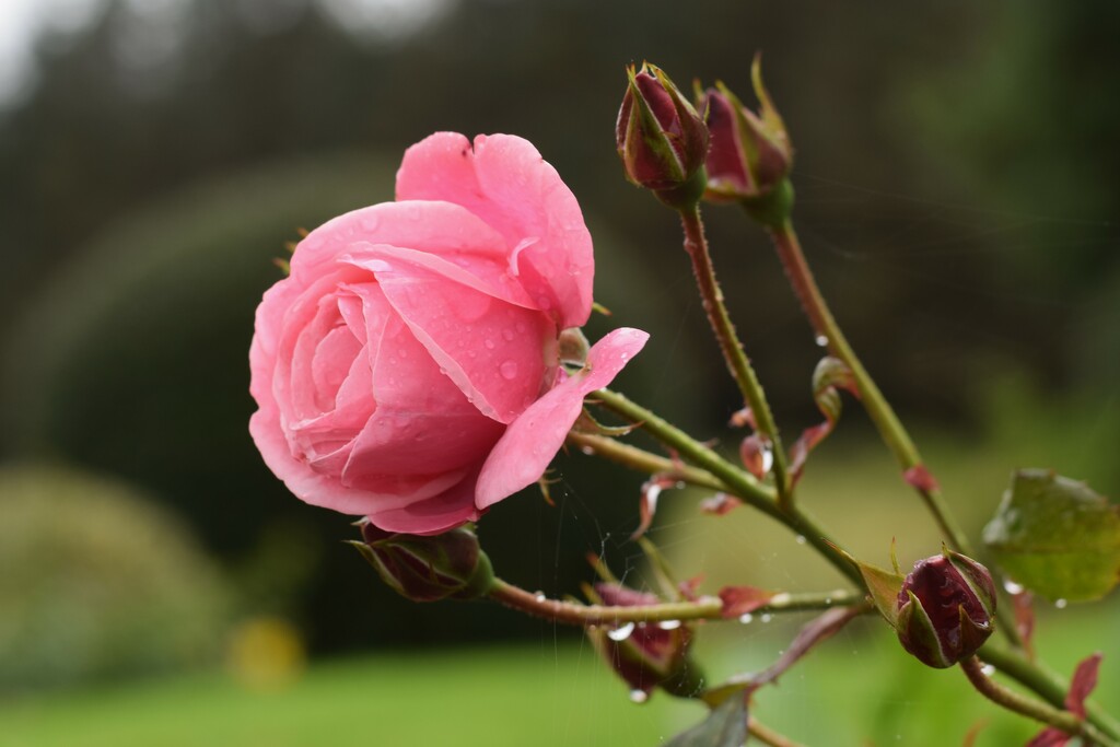 more raindrops on roses by christophercox