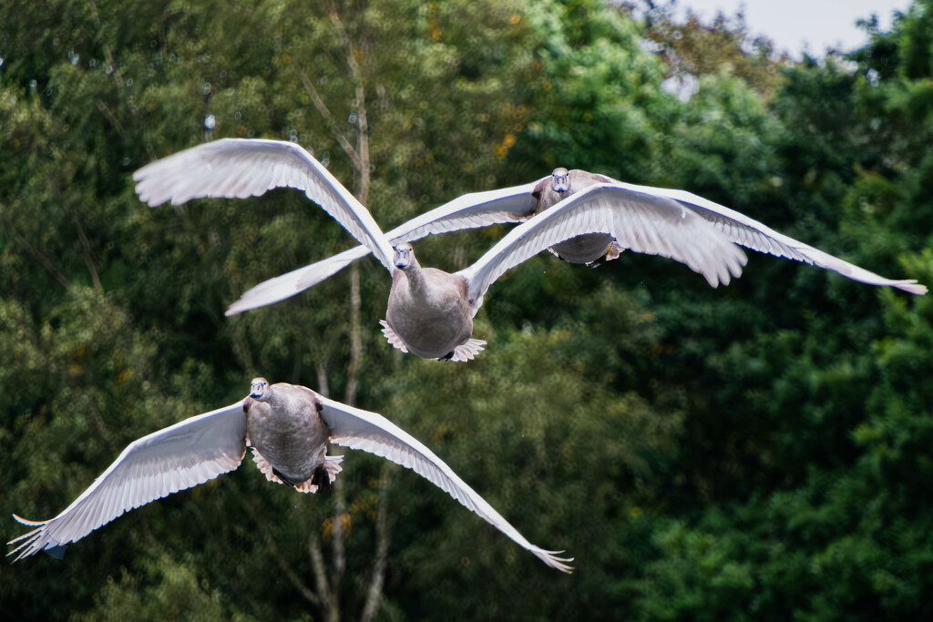 Young Swans Fly In. by lumpiniman
