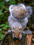 4th Oct 2023 - Golden Acre Park, West Yorkshire.