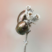 4th Oct 2023 - Rosemary Beetles