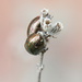 Rosemary Beetles by jesika2