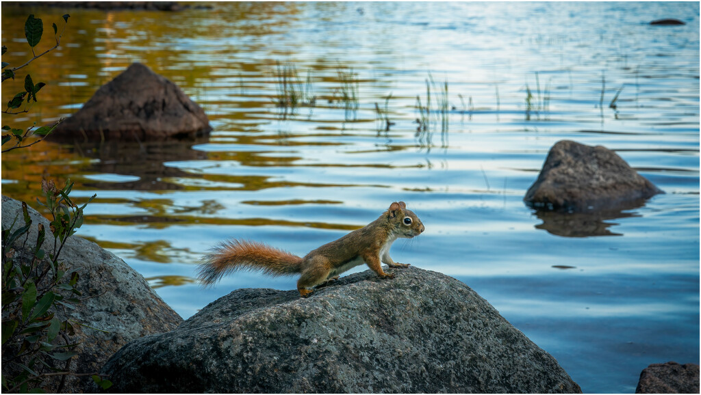 Jordon Pond (Lake) chipmunk posing by clifford