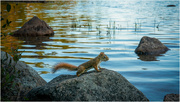 4th Oct 2023 - Jordon Pond (Lake) chipmunk posing