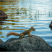 Jordon Pond (Lake) chipmunk posing by clifford