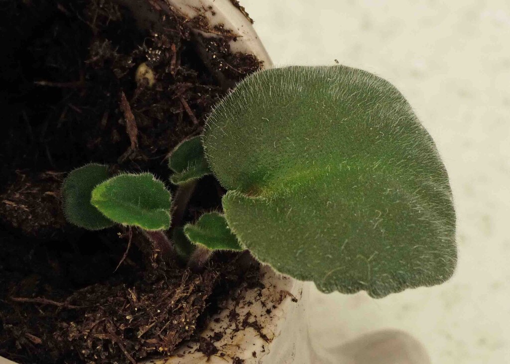 Saintpaulia - Grown from a leaf. by arkensiel