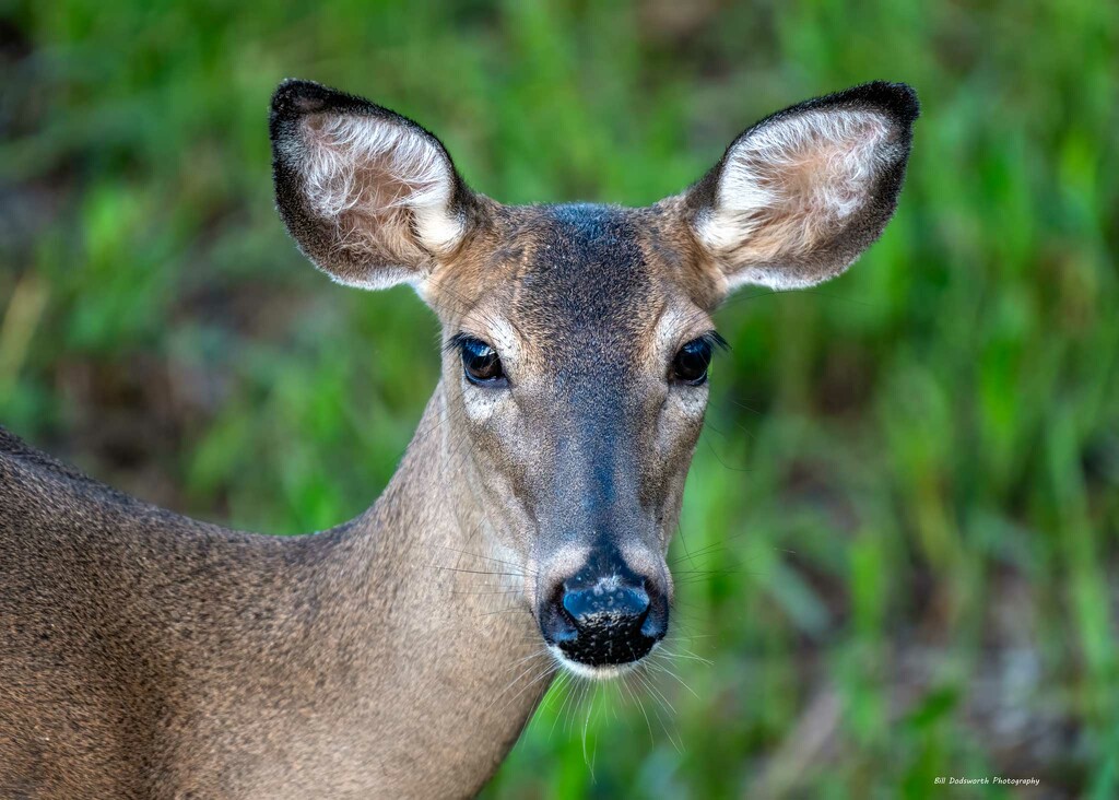 White-tailed Deer by photographycrazy
