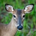 White-tailed Deer by photographycrazy
