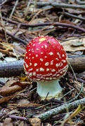 4th Oct 2023 - Fungi 