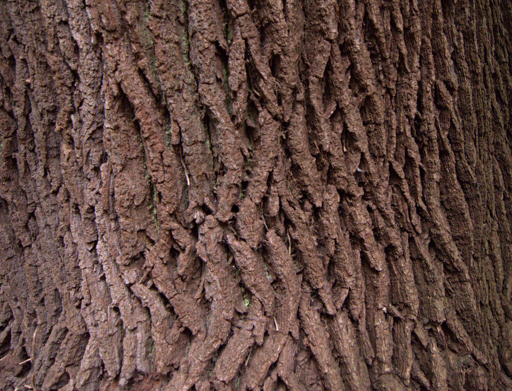 tree bark by ollyfran