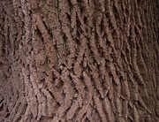 4th Oct 2023 - tree bark