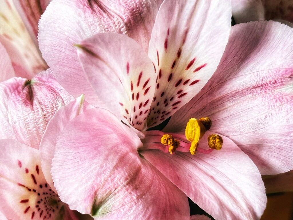 Alstroemeria  by carole_sandford