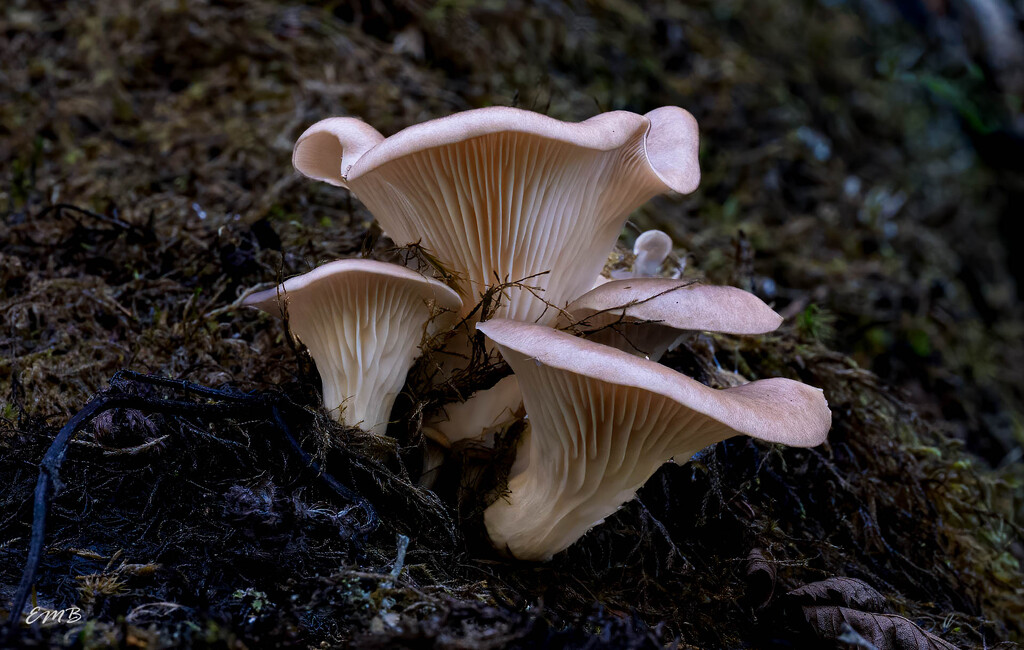 Fun Fungi by theredcamera