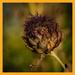 Artichoke Bloom by theredcamera