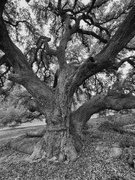 4th Oct 2023 - Oak Tree