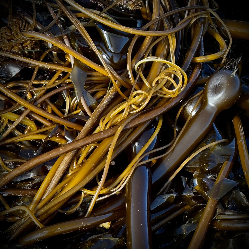 Tangled Kelp ~ Oregon Coast  by 365projectorgbilllaing