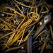 Tangled Kelp ~ Oregon Coast  by 365projectorgbilllaing