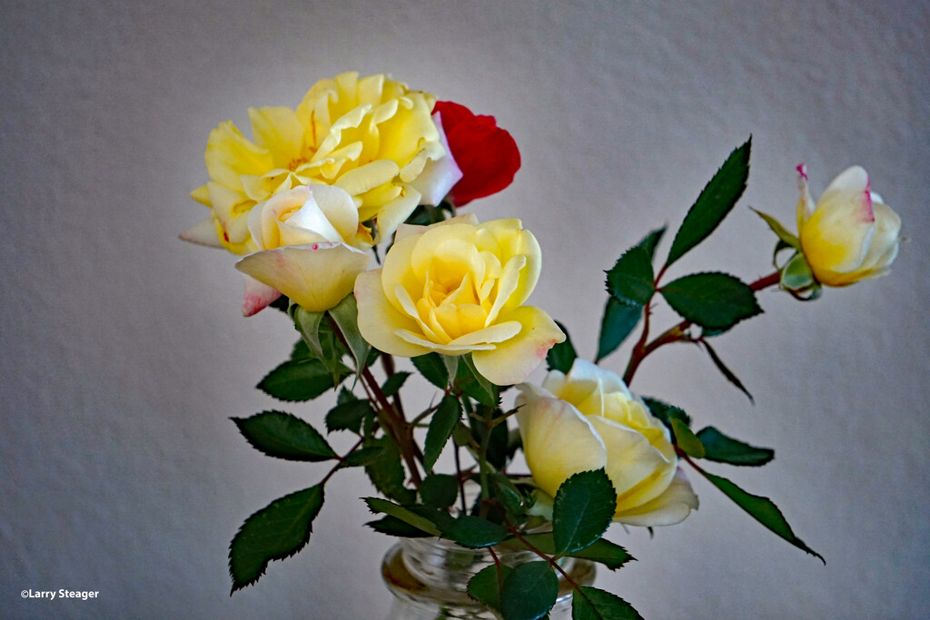 Still life roses by larrysphotos