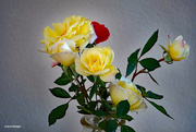 4th Oct 2023 - Still life roses