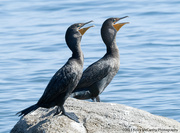 4th Oct 2023 - Cormorant Duet