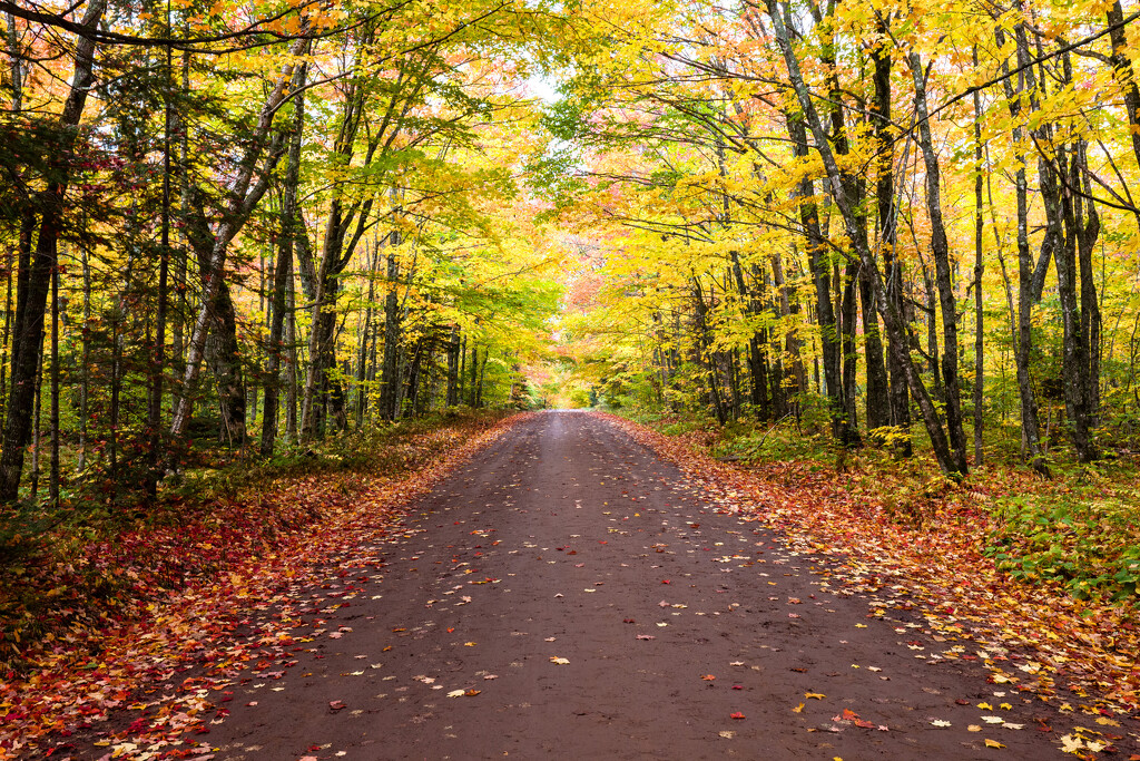 A Forest Road by tosee