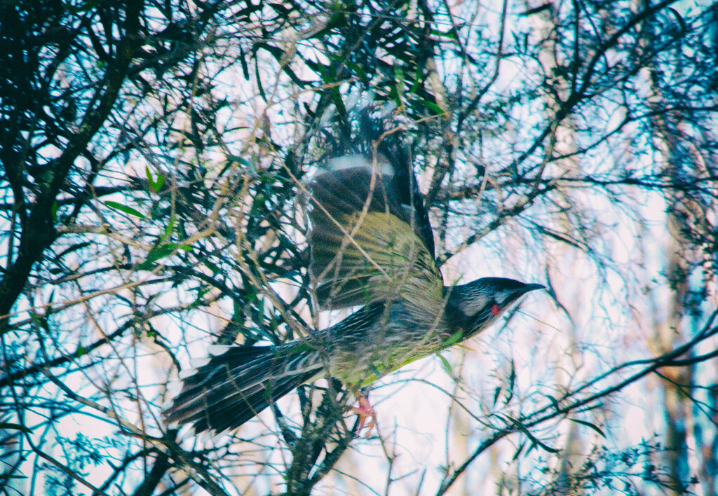 Bird 4 - Red Wattlebird by annied