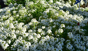 11th Sep 2023 - Alyssum