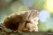 4th Oct 2023 - Wild Mushrooms