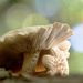 Wild Mushrooms by fayefaye