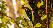 4th Oct 2023 - Mr Pileated Woodpecker!