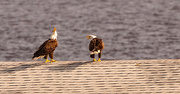 4th Oct 2023 - Mr and Mrs Eagle, Having a Discussion!