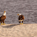 Mr and Mrs Eagle, Having a Discussion! by rickster549