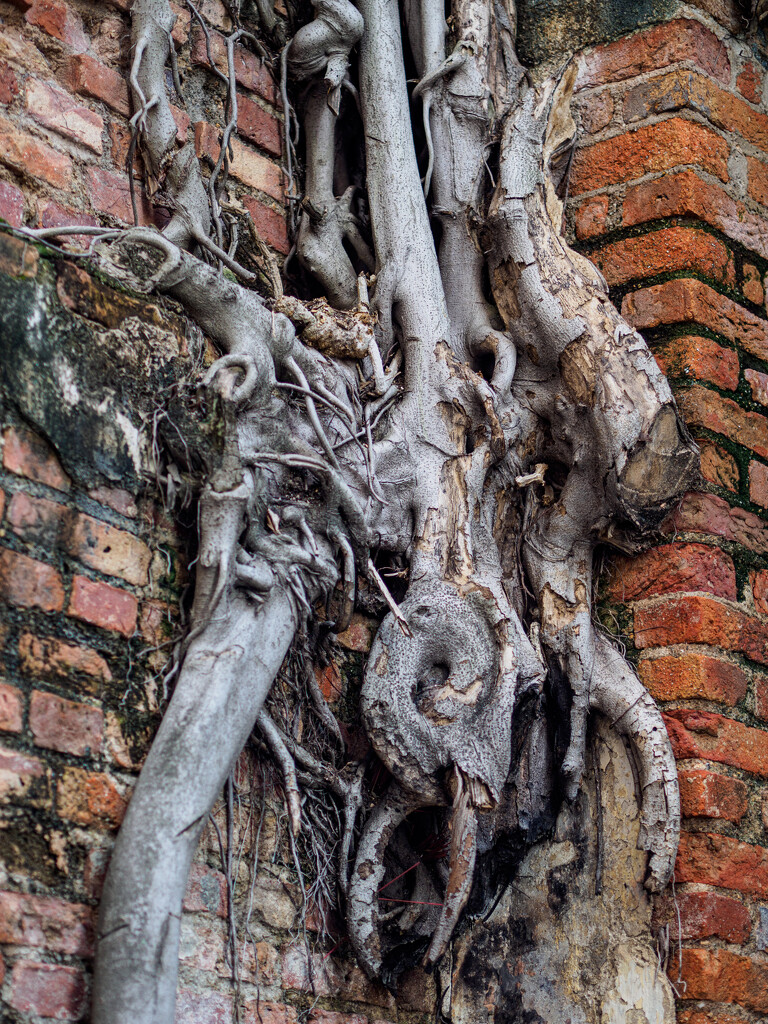 Knotted Tree Roots by ianjb21