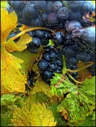 4th Oct 2023 - Grapes at Blue Ridge Winery