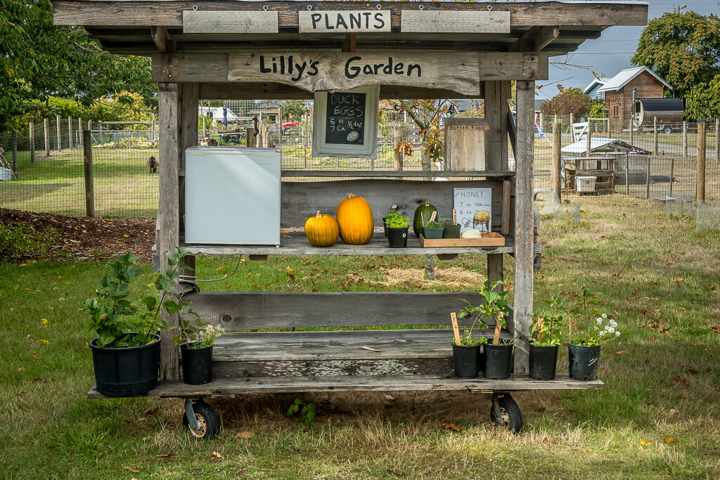 Lilly's Garden by cdcook48