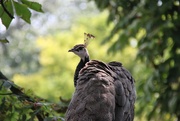 20th Aug 2023 - peahen