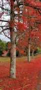 5th Oct 2023 - Red: Flame trees, Mapleton