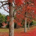 Red: Flame trees, Mapleton by jeneurell