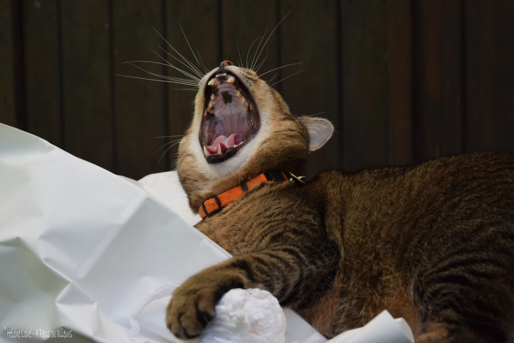 yawn or roar? by parisouailleurs
