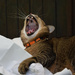 yawn or roar? by parisouailleurs