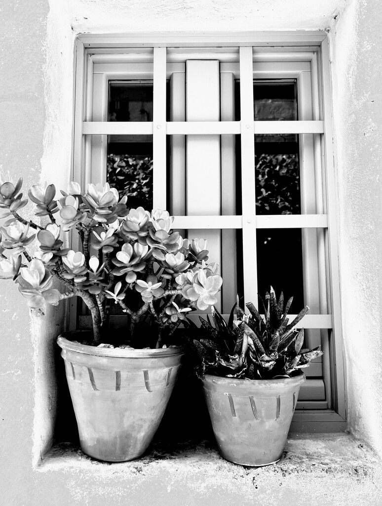 Flower pots on a Window Sill  by rensala